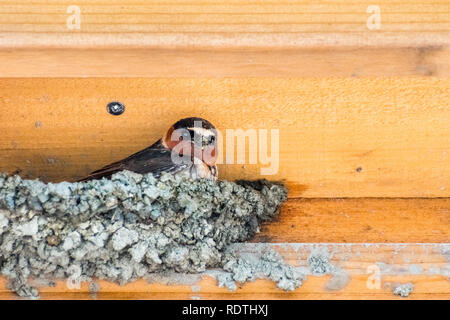 Hirondelle à front blanc (Petrochelidon pyrrhonota) d'essayer de construire un nid sur un rebord en bois, au printemps, baie de San Francisco, Californie Banque D'Images