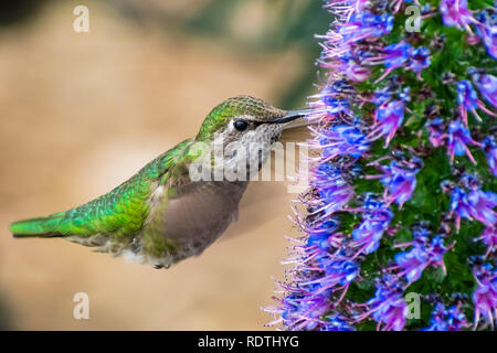 Close up of female Anna's Hummingbird nectar potable à partir d'un orgueil de fleurs de Madère, baie de San Francisco, Californie Banque D'Images