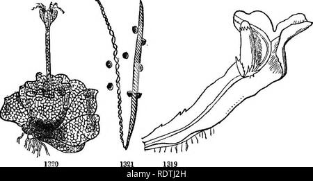 . Introduction à la botanique systématique et structurel, et la physiologie végétale. La botanique. CEYPTOGAMOUS FLOWEKLESS OU PLANTES. 505 du côté des sporanges sous : ces ouvrir diversement, mais ne sont pas des quatre valves. Elaters avec deux fibres en spirale.. 977. Sul)Ord. Jungermanniacea !. Frondose ou foliacées principalement les plantes ; avec le sporange déhiscent en quatre soupapes, et les spores des mélangé avec elaters. La classe V. Thallophytes. Composé de légumes, seul parenchyme formant une masse ou strate (thalle, 109, 727), ou des agrégats composé d'une des cellules, ou même des cellules séparées, ne jamais exposer une nette distinction Banque D'Images
