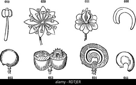. Introduction à la botanique systématique et structurel, et la physiologie végétale. La botanique. DICOTYLEDONOtTS exogènes OU LES PLANTES. 383 graines fruir une ou plusieurs dans chaque carpelle, â avec un disque dur et cassant testa : embryon minute, à la base du disque, ruminated albumen. Les quatre espèces de ce qu'on appelle Notre papaye fermentée (Asimina) sont nos seuls représentants de cet ordre, qui tropicales principalement fournit les lus- cious crème anglaise - des pommes de l'Est et West Indies, &amp;c. Propriétés aromatiques, avec quelques acridity dans l'écorce, &amp;c., prévalent dans l'ordre. Les rendements Monodora la calebasse-muscade. 745. Ord. Myristicaceie {Nut Banque D'Images