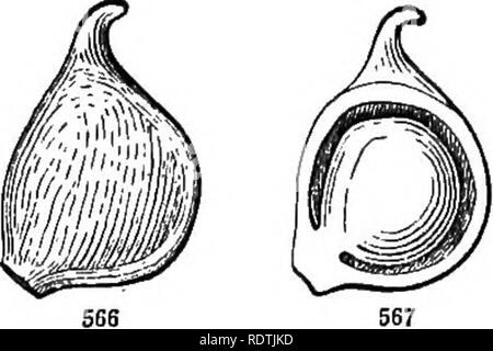 . Introduction à la botanique systématique et structurel, et la physiologie végétale. La botanique. Son genre. 313 ne s'applique qu'aux fruits produits par le mûrissement d'un^ tétracellulaires un pistil ; comme la prune, la pêche (Fig. 562), &amp;c. ; mais il est prolongé d'une manière générale à de tels fruits avec deux ou plusieurs cellules osseuses enfermé dans la pâte, comme celui de la sésie, &amp;c. 600. La framboise et blackberry (Fig. 564) sont composés d'un grand nombre de pierre miniature- fruits, ou drupelets, comme ils l'on pourrait appeler, dans la structure ressemblant à des cerises (Fig. 565), regroupés sur un récipient allongé.- 601. Des fruits secs peuvent être Banque D'Images