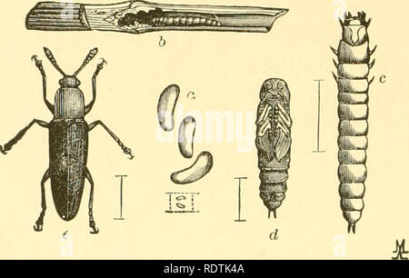 . Entomologie économique pour l'agriculteur et producteur de fruits. Les insectes utiles. 176 Une entomologie économique. noir, tandis que le thorax est généralement plus ou moins rouge ou jaune. Notre commune est l'espèce d'alimentation de trèfle. viozardi L. Il est rare qu'une espèce devient assez abondantes pour faire sensible en- FiG. 151.. Languria mozardi.-a, l'oeuf ; b, larve dans le trèfle ; souches c, larve, pupe ; d ; e, adulte. jury ; mais dans le trèfle, si une zone infestée se produit, coupe étroite invite ou tournant sous le gazon sera la plus efficace pour contrôler le présent et l'empêcher un dommage futur. Le Ciicujidce sont allongés Banque D'Images