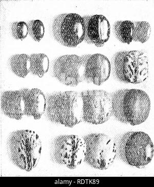 . Une introduction à la structure et à la reproduction des plantes. Anatomie végétale ; les plantes. 376 VARIATION (Fig. 220). Plus le nombre d'individus pris en compte, plus le contour de la courbe. Ces variations sont le plus souvent des courbes symétrique (Fig. 220, à gauche), mais ils peuvent être unilatérale ou asymétrique (Fig. 220, à droite), comme dans le cas de la variation méristique de la Corolla-segments de nombreuses fleurs, où il y a souvent peu d'exemples avec moins que le nombre normal de pièces. L'occasion de près, la courbe de variation lal svmmetrical très d'accord avec qu'une caractéristique. Banque D'Images