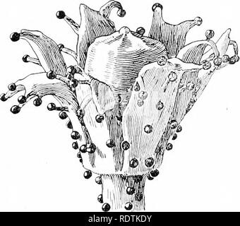 . Une introduction à la structure et à la reproduction des plantes. Anatomie végétale ; les plantes. 332 L'habitude des semences en ce qui concerne l'ancienne fonction, la seule différence essentielle de Selaginella réside dans la germination des microspores à proximité de la mégaspore, pour laquelle des périphériques tels que la goutte et l'poUination mucilagineuse chambre pollinique sont créés. De plus, avec l'aide du tube pollinique certains nourrir- ment est obtenue à partir de la nucelle adjacent. La semence peut être considéré comme un développement extrême de l'hétérosporie. Même dans Selaginella il a été noté que, dans certaines espèces, il y a ma Banque D'Images