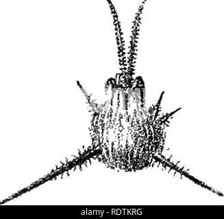 . L'iconographie d'salsolaceous australienne plantes. Arbustes ; Salsoleae. . Veuillez noter que ces images sont extraites de la page numérisée des images qui peuvent avoir été retouchées numériquement pour plus de lisibilité - coloration et l'aspect de ces illustrations ne peut pas parfaitement ressembler à l'œuvre originale.. Mueller, Ferdinand von, 1825-1896. Melbourne, cerveau Banque D'Images