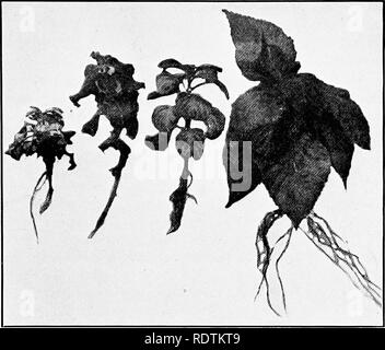 . Horticulture ferme, préparé spécialement pour ceux qui s'intéressent à l'accueil ou de l'horticulture commerciale. Des légumes, des fruits-culture. 85 COUPE. Fig. 32.-vert-bois boutures.. Veuillez noter que ces images sont extraites de la page numérisée des images qui peuvent avoir été retouchées numériquement pour plus de lisibilité - coloration et l'aspect de ces illustrations ne peut pas parfaitement ressembler à l'œuvre originale.. Capot, George William, 1886-. Philadelphie, New York, Lea &AMP ; Febiger Banque D'Images