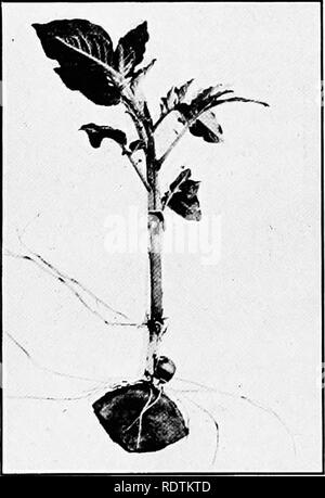 . Horticulture ferme, préparé spécialement pour ceux qui s'intéressent à l'accueil ou de l'horticulture commerciale. Des légumes, des fruits-culture. Fig. 30.-Un tubercule de la coupe.. Fig. 31.-Un plant cultivé à partir d'un tubercule à la coupe coupe encore attaché.. Veuillez noter que ces images sont extraites de la page numérisée des images qui peuvent avoir été retouchées numériquement pour plus de lisibilité - coloration et l'aspect de ces illustrations ne peut pas parfaitement ressembler à l'œuvre originale.. Capot, George William, 1886-. Philadelphie, New York, Lea &AMP ; Febiger Banque D'Images