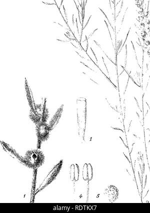 . L'iconographie d'salsolaceous australienne plantes. Arbustes ; Salsoleae. V"' !.il,. Veuillez noter que ces images sont extraites de la page numérisée des images qui peuvent avoir été retouchées numériquement pour plus de lisibilité - coloration et l'aspect de ces illustrations ne peut pas parfaitement ressembler à l'œuvre originale.. Mueller, Ferdinand von, 1825-1896. Melbourne, cerveau Banque D'Images