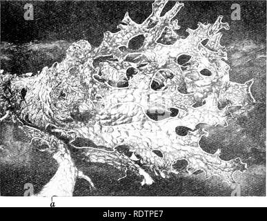 . Les lichens. Les lichens. 127 STRUCTURES PROPRES AUX LICHENS b. Développement d'Cyphellae. Le cortex des deux surfaces dans le thalle de Sticta est une plusieurs couches de plectenchyme étroitement à paroi épaisse. Fig. 72. Lobariapulmonaria HofTm. Montrant une surface, dénoyautées, sous la surface. Réduit (S.H., Photo.). de cellules, la couche externe dans de plus en plus de poils sur la surface inférieure de la plupart des espèces. Cyphellae pseudocyphellae où l'une ou l'autre ou se produire, plus ou moins un canal ouvert est formé entre l'extérieur et les tissus du lichen. Dans le cas de l'cyphellae, les hyphes médullaires qui l Banque D'Images