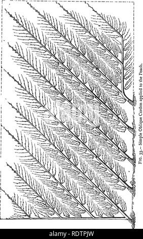 . Glanage de jardins à la française : comprenant un compte de ces caractéristiques de l'horticulture française que sont les plus dignes de l'adoption de la jardins. Jardinage ; Jardins. Le système de cordon de la formation des arbres fruitiers. 153. Veuillez noter que ces images sont extraites de la page numérisée des images qui peuvent avoir été retouchées numériquement pour plus de lisibilité - coloration et l'aspect de ces illustrations ne peut pas parfaitement ressembler à l'œuvre originale.. Robinson, W. (William), 1838-1935. Londres, F. Warne ; New York, Scribner, Welford Banque D'Images