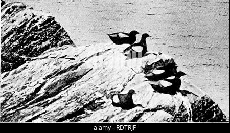 . Les oiseaux d'Angleterre : leurs habitudes alimentaires et de distribution . Les oiseaux. Ordre du Briinnich 240 XV [U. lomvia Guillemot), un oiseau de l'Arctique, qui nous rend rarement en hiver, et a une biU plus robustes avec un bord blanc à la mandibule supérieure, forme la plus grande partie de l'immense loomeries du grand nord. Les habitudes sont identiques à ceux de l'espèce commune et les oeufs sont indiscernables. La soi-disant " Ringed Guillemot" est une variété de la politique commune de Guillemot avec un anneau blanc autour de l'œil.. Le Guillemot à miroir Black Guillemot ou {Tystie U. grylle) est une belle Uttle oiseau noir, avec un lar Banque D'Images