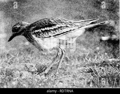 . Les oiseaux d'Angleterre : leurs habitudes alimentaires et de distribution . Les oiseaux. Commander XIII. Limicolce 189 bardeaux dans Kent, mais la majorité transmettre à East Anglia. Bien qu'un nombre limité de se reproduire ailleurs sur nos downs et heath-lands aussi loin au nord que dans le Yorkshire. Deux gros oeufs couleur pierre et gris avec des taches brunes ou griffonne sont prévues en avril ou mai dans un trou peu profond rayé dans le sol, qui est presque toujours bordée de lapins' dung ; la poule-Bird sera assis en pierre. très près si t Courlis pris au dépourvu, mais habituellement monte deux ou trois cents mètres en avant d'un intrus. Le jeune sont plutôt lents, Banque D'Images