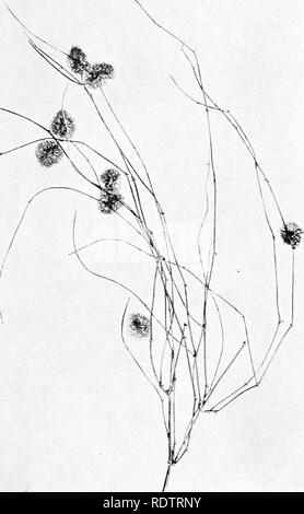 . Des études sur la végétation des plaines. transcaspien La botanique. jonum Mcdiisiic illi(Capnl. Beariiig-fruits, qui a perdu une partie des fruits. Fin mai.. Veuillez noter que ces images sont extraites de la page numérisée des images qui peuvent avoir été retouchées numériquement pour plus de lisibilité - coloration et l'aspect de ces illustrations ne peut pas parfaitement ressembler à l'œuvre originale.. Paulsen, Ove, 1874-1947 ; deuxième expédition Pamir danois. Gyldendalske Boghandel, Copenhague Banque D'Images