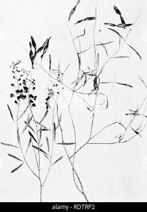 . Des études sur la végétation des plaines. transcaspien La botanique. - 84. Fig. 10. Ammodendion Conollyi. Un rameau en fleurs (à gauche) et une direction générale de la fructification (.juin). Les morts de l'inflorescence des axes de l'année complète- croissance de ce tournage.. Veuillez noter que ces images sont extraites de la page numérisée des images qui peuvent avoir été retouchées numériquement pour plus de lisibilité - coloration et l'aspect de ces illustrations ne peut pas parfaitement ressembler à l'œuvre originale.. Paulsen, Ove, 1874-1947 ; deuxième expédition Pamir danois. Gyldendalske Boghandel, Copenhague Banque D'Images