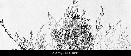 . Des études sur la végétation des plaines. transcaspien La botanique. - 72 - très différent lorsque l'foHage-feuilles sont présents. Avec le Bracteole-Succulents Ceratocarpiis peut être mentionné sont-. s r. Veuillez noter que ces images sont extraites de la page numérisée des images qui peuvent avoir été retouchées numériquement pour plus de lisibilité - coloration et l'aspect de ces illustrations ne peut pas parfaitement ressembler à l'œuvre originale.. Paulsen, Ove, 1874-1947 ; deuxième expédition Pamir danois. Gyldendalske Boghandel, Copenhague Banque D'Images