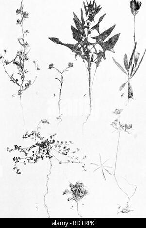 . Des études sur la végétation des plaines. transcaspien La botanique. . Veuillez noter que ces images sont extraites de la page numérisée des images qui peuvent avoir été retouchées numériquement pour plus de lisibilité - coloration et l'aspect de ces illustrations ne peut pas parfaitement ressembler à l'œuvre originale.. Paulsen, Ove, 1874-1947 ; deuxième expédition Pamir danois. Gyldendalske Boghandel, Copenhague Banque D'Images