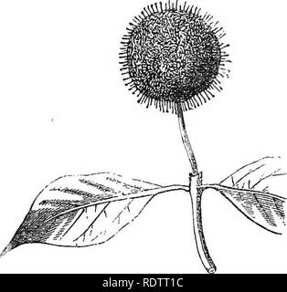 . Les principes de botanique, comme en témoigne le phanerogamia. Botanique ; botanique ; phanérogames marines ; 1854. Fig. 23.. ou prolongée comme dans le trèfle, l'apex de l'axe floral est dilaté horizontalement, de manière à permettre à un plus grand nombre de fleurs à se développer. Veuillez noter que ces images sont extraites de la page numérisée des images qui peuvent avoir été retouchées numériquement pour plus de lisibilité - coloration et l'aspect de ces illustrations ne peut pas parfaitement ressembler à l'œuvre originale.. Coultas, Harland, d. 1877. Philadelphia : Roi &AMP ; Baird Banque D'Images