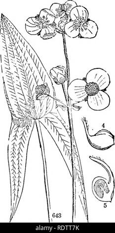 . Feuilles et fleurs : ou, des leçons de botanique avec une flore : préparé pour les débutants dans les écoles et les écoles publiques . La botanique. 284 LA FLORE. Cohorte VI. FLORIDaaS ENDOGENS, ou la floraison. Commander CXXXV. ALISMACEJE. Alismataceae. De plus en plus dans l'eau, serbes witli les feuilles nervation parallèle, et avec l'option /s'abaisse régulièrement et non pas sur un spadice ; périanthe le composé de sépales et pétales, 3 de chaque, l'ancien toujours vert ; ovaires gratuitement, 3 ou plus, la séparation en autant de 1 achenia à graines. L'analyse des genres. Lvs. § La Fois le calice et corolle verdâtre. rush-like (flèche-herbes) § b corolle colo Banque D'Images