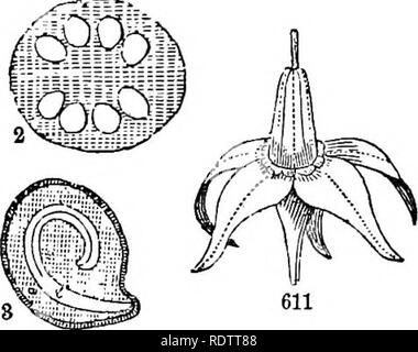 . Feuilles et fleurs : ou, des leçons de botanique avec une flore : préparé pour les débutants dans les écoles et les écoles publiques . La botanique. 268 LA FLORE. Pour XCIY. SOLANACEJE. Nightshades.. Veuillez noter que ces images sont extraites de la page numérisée des images qui peuvent avoir été retouchées numériquement pour plus de lisibilité - coloration et l'aspect de ces illustrations ne peut pas parfaitement ressembler à l'œuvre originale.. Bois, Alphonso, 1810-1881. New York : A. A. Barnes Banque D'Images