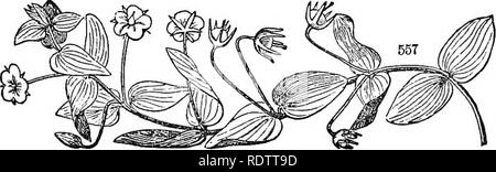 . Feuilles et fleurs : ou, des leçons de botanique avec une flore : préparé pour les débutants dans les écoles et les écoles publiques . La botanique. 2U LE FLOEA. 5. ANAGAL'LIS. Pimpernel. Calice et corolle 5-parted, en forme de roue. 5 étamines. Globulaires Pod, ouvrant par un couvercle tous les aronnd (i. e., une pyxis).âHerbs avec square tiges et feuilles opposées. (Fig. 556.) A. arven'sest. Scarlet P. pauvre''s-weather-verre. Un petit, des plantes, dans fielda, le long des routes, &amp;c. Feuilles sessiles, large-ovales. Les pédicelles 1 fleur, axillaires. Fleur rouge, rarement bleu. Ouverture à 8 i. m., fermeture à 2 p. M., et dans humide â pas Banque D'Images