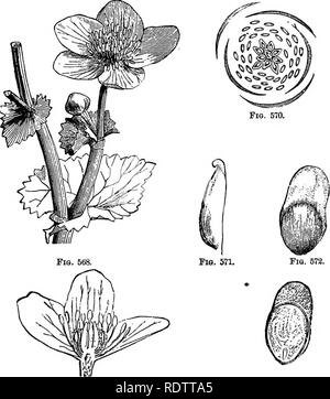 . La botanique pour les lycées et collèges. La botanique. RANALEB. 563 A. ferox, de la région de l'Inde, Buppliea les habitants de la région avec un rirulent poisoo, avec laquelle ils empoisonnent leurs flèches. HMeborua niger, Black Hellebore, H., fcetidus Slinking Hellebore, Figs. 568-73.-^Ranunotjlaobje iCaltha paltistHs d'illustrations).. Fig. 668.-Flowerirtg tige. Fig. 570.-Schéma de fleurs. Fig. 572.-semence. Magiufled. Fio. 573. Fig ! 569.-section verticale de fleur. Fig. 571.-Toungcarpel. Agrandie. Fig. 673.-Section de' la semence. Magnifled. et H. viridis, Green Hellebore, tous originaires de l'Europe, fournissent drastique et poison Banque D'Images