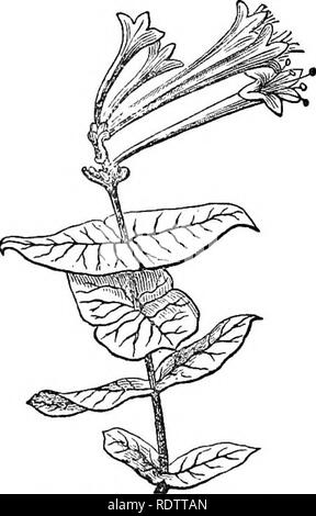 . Feuilles et fleurs : ou, des leçons de botanique avec une flore : préparé pour les débutants dans les écoles et les écoles publiques . La botanique. 216 LA FLORE. L. borea'lis. La seule espèce, une belle petite plante, fonnd en bois humide en cli- mates cool. Il a longtemps, filiforme et tiges rampantes, s'enracinant aux articulations, les branches droite environ 3' de haut. Laisser.s les petites, arrondies. En paires, fleurs de couleur rose-, hochant la tête, ct le haut de la tige mince. De juin. 2. SYMPHOEIOAETDS. Snow berry. Calice tnbe globuleuses, d'un membre 4-5 dents6d. Corolle en forme de cloche, 4-5-lobées, régulière. Étamines 4^-5, court. Un fruit globuleux ber Banque D'Images