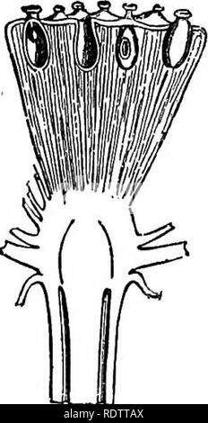 . La botanique pour les lycées et collèges. La botanique. Fig. 548.-feuille, fleur, et la fructification, récipient d'Nelvmbium jaune, taille.-De Le Maout et Decaiene.  % Naturel N. speciosum, la seule autre espèce du genre, est présent dans le sud et le sud-est de l'Asie. Nymphaa odorata et N. tvberosa bien connus sont les nénuphars blancs de l'Est des États-Unis. N. cwrvlea et Si. Lotus sont courantes sur le Nil. Victoria regia, le Victoria Lis des Ama- zon Valley en Amérique du Sud, est remarquable par la taille de ses feuilles et de fleurs ; les premiers sont pelté, parfaitement circulaire, et de deux mètres ou plus Banque D'Images