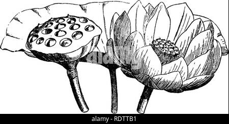 . La botanique pour les lycées et collèges. La botanique. 558 Botanique. NelumMum hiteum, le nénuphar jaune, ou l'eau Chinquapin, est commune dans les étangs et les rivières de la vallée du Mississippi et les États du Sud. Son écrou-comme les fruits, qui sont incorporées dans le grand récipient en forme de haut, sont comestibles. (Fig. 548-9.). Fig. 548.-feuille, fleur, et la fructification, récipient d'Nelvmbium jaune, taille.-De Le Maout et Decaiene.  % Naturel N. speciosum, la seule autre espèce du genre, est présent dans le sud et le sud-est de l'Asie. Nymphaa odorata et N. tvberosa bien connus sont les nénuphars blancs de l'Est Banque D'Images