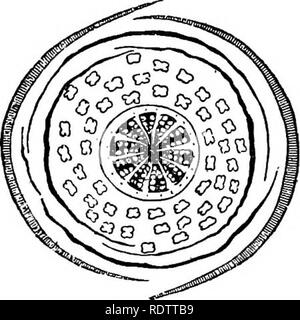 . La botanique pour les lycées et collèges. La botanique. Fio. 543.. Fig. 544. Fig. 542.-verticale eection de fleur. Agrandie. Fig. 543.-pistil et d'étamines. Agrandie. Fig. 545. Fig. 544.-Schéma de fleurs. Fig. 545.-Eipe. fruits à nouveau une fois sec. ing Sur ce compte Il est aussi appelé la résurrection Plante. Pour Fumariacese.-herbes avec du jus aqueux, d'autres, habituellement des feuilles divisées ; fleurs zygomorphe ; étamines définitive, quatre, cinq ou six et diadelphous. Environ 100 espèces, les autochtones, les parties de la zone tempérée du Nord et d'Afrique du Sud. Ils possèdent un principe âcre et astringent. Bentham Banque D'Images