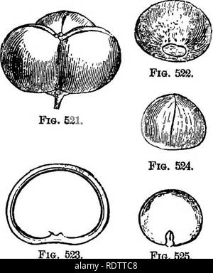 . La botanique pour les lycées et collèges. La botanique. 548 Botanique. ÂTrees Ternstroemiaceee.ordre et d'arbustes avec autre (rarement en face) les feuilles, et surtout monoclinous racemed floners ou axillaire. 260 espèces, surtout tropicales. (Fig. -520 et 521-5.) Plusieurs espèces ornementales sont indigènes dans le sud des Statesâe.g., la baie à encens (Gordonia Lasianthus, fig 520), un arbre 9 à 15 mètres (30 à 50 pi) de hauteur ; 0. pubtsceus, le Mountain Bay ; et deux espèces arbustives de Stuartia. La plupart des espèces exotiques cultivées pour l'ornement est le Camellia (Camellia Ja/pordea) un Banque D'Images