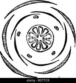 . La botanique pour les lycées et collèges. La botanique. La FiQ 609.. Fig. B08.-L'inflorescence, fig. 510.-Diagiam de fleur. Fig. 510. Cochon. B09. De la fleur. Agrandie. Refuser comprimé s'appelle les tourteaux, et est beaucoup utilisée comme nourriture pour bétail. (Fig. 508-10.) Erythroxylon coca, un arbuste d'Amérique du Sud, est cultivée en Bolivie et Nouvelle Grenade pour stimuler ses feuilles, qui sont mis en bouche comme le tabac. 599.-cohorte XXXI. Malvales. Actino- tnorpliic habituellement fleurs ; étamines généralement indéfinie, monadelplious OTary ;. Veuillez noter que ces images sont extraites de la page numérisée des images qui peuvent avoir été Banque D'Images