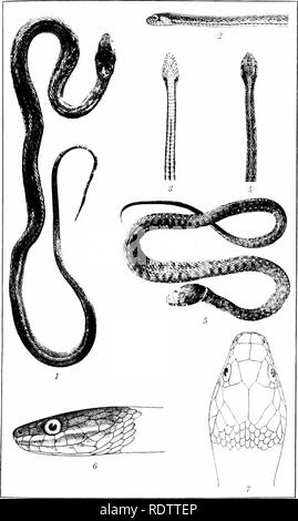 . Les serpents des Îles Philippines. Les serpents. BiBEAU de publication scientifique no 16.]. Planche 4. Espèce de PHILIPPINE NATRIX.. Veuillez noter que ces images sont extraites de la page numérisée des images qui peuvent avoir été retouchées numériquement pour plus de lisibilité - coloration et l'aspect de ces illustrations ne peut pas parfaitement ressembler à l'œuvre originale.. Taylor, Edward Harrison, 1889-1978. Manille, Bureau international de l'impression Banque D'Images