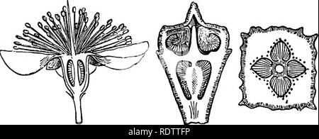 . La botanique pour les lycées et collèges. La botanique. 524 BOTANIQUE. cm. (4 à 6 pouces) de diamètre, à l'intérieur d'wliicli a un certain nombre de graines huileuses, la noix du Brésil de commerce. C'est étroitement liée à la marmite de singe, dont les fruits à coque ligneuse est déhiscent par un couvercle circulaire. Plusieurs des arbres de cette ordonnance fournir bois précieux. Myrtus communis, le myrte de l'Asie de l'Ouest, les rendements d'un disque en bois tacheté en grande estime dans la tournerie. (Fig. 466.), Eucalyptus sp., les Gommiers de l'Australie et de Tasmanie. Ce sont de grands arbres majestueux, souvent à la hauteur de cinquante à un dred- mètres (150-30 Banque D'Images