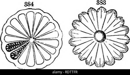 . Feuilles et fleurs : ou, des leçons de botanique avec une flore : préparé pour les débutants dans les écoles et les écoles publiques . La botanique. L'analyse des genres. ^ les sépales pétales comme grand, blanc, rouge, bleu ou '. Nymphe^fi'A. 1 pétales plus petits que les sépales, étamines- comme, jaune. Jrog Nhphab, Lily.. Gratuit^. 381. Nymphaa odorata : o, la feuille ; c, la fleur ; &AMP ;, le mauvais ; d, e.f, g, les étamines grad- ually changer en pétales ; h, une graine coupés, montrant l'embryon dans un petit sac. Fig. 3S3, les nombreux rayons stigmatisation ; 384, section transversale de l'ovaire uniloculaire beaucoup.. Veuillez noter que ces images sont extraites Banque D'Images