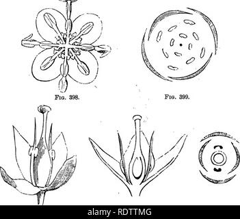 . La botanique pour les lycées et collèges. La botanique. 493 iOTANV. Arbustes, surtout il Soutiiern. llie montagnes de l'Asie. Le Oleiistei Elceagnus hmtenm {» Souiliern) de l'Europe est bien tliere plantées pour ses fleurs odoriférantes ; il est parfois planté en tliis pays. Shiphe dia Canadensis, du nord-est des États-Unis, et S. Le argenttaiEalo-Berry Eocky Buf de la montagnes et les grandes plaines, sont souvent cultivés pour leurs fruits acides, qui sont à propos de l'a.s grand comme Corinthe. Pour Hernandiese, y compris quelques arbres tropicaux. Fig. 398-402 âIllcstbations Latjrus NOBrLis.de.. La FiQ Banque D'Images