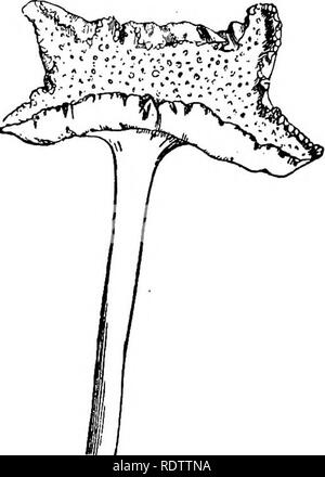. La botanique pour les lycées et collèges. La botanique. URTIGALES. 489 d'entre eux contiennent un principe toxique âcre, alors que certains ne sont pas seulement innoxious, mais s'offrir une alimentation saine. Artocarpus iveua, l'arbre à pain, originaire de l'Est du Pacifique- terres, et aujourd'hui courantes dans les pays tropicaux, atteint une hauteur de six à neuf mètres (20 à 30 pi). Le réceptacle charnu et agglomérée carpelles former une masse aussi grande que la tête d'un homme. Ce fruit "," quand se sont réunis un peu avant qu'il est mûr, et, retenant son regarde et goûte un peu comme du pain, et est largement consommé par les personnes. La prise de Fruits Banque D'Images