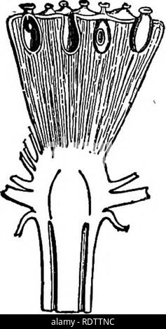 . La botanique pour les lycées et collèges. La botanique. Fig. 548.-feuille, fleur, frniting Netumbium et prise de corps jaune. 3^ Bize naturelle.-De Le Maout et Decaiene. Jf. speciosum, la seule autre espèce du genre, est présent dans le sud et le sud-est de l'Asie. NympTima tiiberosa odorata et iV. bien connus sont les nénuphars blancs de l'Est des États-Unis. N. carulea et ]Sf. Lotus sont courantes sur le Nil. Victoria regia, le Victoria Lis des Ama- zon Valley en Amérique du Sud, est remarquable par la taille de ses feuilles et de fleurs ; les premiers sont pelté, parfaitement circulaire, et de deux mètres ou Banque D'Images