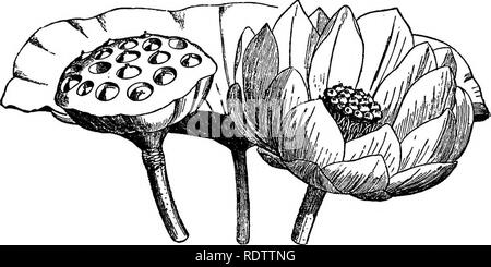 . La botanique pour les lycées et collèges. La botanique. 558 Botanique. NelwnMum^ jaune, nénuphar jaune, ou de l'eau, Cbinquepin est commun dans les étangs et les rivières de la vallée du Mississippi et les États du Sud. Son écrou-comme les fruits, qui sont incorporées dans le grand récipient en forme de haut, sont comestibles. (Fig. 548-9.). Fig. 548.-feuille, fleur, frniting Netumbium et prise de corps jaune. 3^ Bize naturelle.-De Le Maout et Decaiene. Jf. speciosum, la seule autre espèce du genre, est présent dans le sud et le sud-est de l'Asie. NympTima tiiberosa odorata et iV. bien connus sont les nénuphars blancs de l'E Banque D'Images