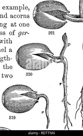 . Feuilles et fleurs : ou, des leçons de botanique avec une flore : préparé pour les débutants dans les écoles et les écoles publiques . La botanique. 96 leçons de l'objet en botanique. maintenue sèche ; mais si exposé à l'humidité, il se réveille et commence son beau parcours de développement. &Amp ;, 195. Au printemps de l'année, la fonte des neiges ou les pluies chaudes de l'approvisionnement l'humidité adéquate pour les graines qui sont tombées au sol, et elles peuvent être vus partout l'enflure, éclatement, et en croissance. Le jeune botaniste ne doit pas manquer d'observer leur développement. 196. Certains sous le chêne, par exemple, enterré dans les vieilles feuilles, Banque D'Images