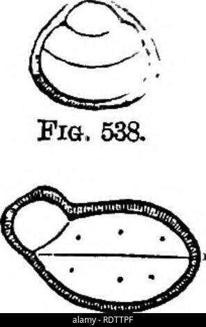 . La botanique pour les lycées et collèges. La botanique. Fio. 541. Fig. 639. Fig. 536.-graine d'Erysimum. Agrandie. Fig. 637.-Lcingitudinal article de semences. Agrandie. Fig. 538.-échantillon de semences, sliowing les cotylédons. Agrandie. Fig. 539. -Section longitudinale de semence de AraUe. Agrandie. Fig. 540.-Échantillon de semence otArabis accumbent, cotylédons. Agrandie. Fig. 641.-Échantillon de semence de BaTbarea^ imparfaitement accumbent cotylédons. Le TTnited Hagnified. des membres, et beaucoup d'autres étrangers en croissance rapide et na- tions, les espèces sont utilisées comme des salades. Brassica alba, moutarde blanche, et B. Banque D'Images