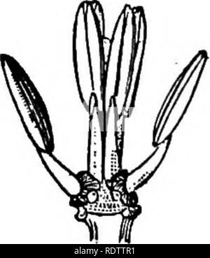 . La botanique pour les lycées et collèges. La botanique. Olp. 528. Fio. 630. Fig. 559. Cochon. 628.-Schéma de fleurs. Le PCIM. 529.-l'article de fleur. Magnifled. Fig. 530.-Andrcficium. Agrandie. cies qui atteindre l'Inde, dont l'{Oligomeria subulata) s'étend jusqu'à la Californie. Reaeda odorata est le bien connu mignonnette, probablement originaire de la région de la Méditerranée orientale. Le feuillage de B. luteola, un rapport annuel de l'Europe a appelé des teinturiers ou souder des mauvaises herbes, fournit un colorant jaune. Pour Capparidacese.-herbes, arbustes et arbres avec la plupart du temps changer- nate de feuilles, fleurs, actinomorpliic indéfinie pour la plupart jamais (tetr Banque D'Images