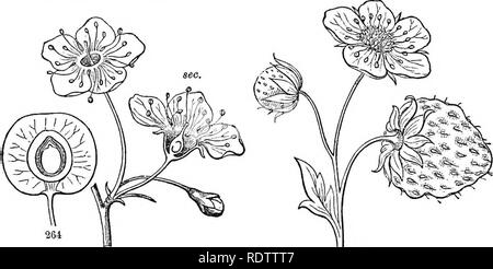 . Feuilles et fleurs : ou, des leçons de botanique avec une flore : préparé pour les débutants dans les écoles et les écoles publiques . La botanique. 84 leçons de l'OBJET DANS BOTANX. Les étamines et les pétales liave accompli leur travail, un.e sont morts. Aussi, lorsque les sépales colorée comme les pétales, sont morts. Mais le pistil, en particulier l'ovaire, mais reste à sa place, vivant et en croissance jusqu'à ce que les graines qu'il contient sont parfaits. 1-62. Ainsi, le fruit est l'ovaire ou les pistils portée à par- fection. 163. Au cours de la croissance et le mûrissement du pistil, grand collecteur et des changements se produisent, pour que, enfin, le fruit est ver Banque D'Images