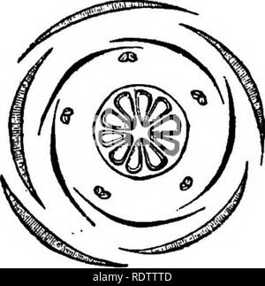 . La botanique pour les lycées et collèges. La botanique. Fig. C09. Fig. 608." 'Fig. 510.- Fio. BOS. -Inflorescence. -Schéma de fleur. La SIF. 510. Fig. 509.-l'article de fleur. Amplifiés, comprimé refuser s'appelle les tourteaux, et est beaucoup utilisée comme nourriture pour bétail. (Les porcs. 508-10.) Brythroxylon Goea, ". Arbuste d'Amérique du Sud, est cultivée en Bolivie et Nouvelle Grenade pour stimuler ses feuilles, qui sont comme cheweci le tabac. 599.-cohorte XXXI. Malvales. Actino- iTiorpliic habituellement tondeuses ; étamines généralement monadelphous, indéfinie ; ovaire. Veuillez noter que ces images sont extraites des images de la page numérisée Banque D'Images