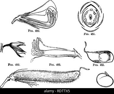 . La botanique pour les lycées et collèges. La botanique. ROSALES. 531 l'Afrique. Certains de ces derniers portent des fruits comestibles. L'écorce des arbres brésilien des genres Licania Couepia et souffrirait de ces ré- •riquewihr quantités de silice, qu'il est brûlé par les indigènes et utilisés dans la fabrication de poterie. Pour Leguminosee.-l'impulsion de la famille. Les herbes, arbustes et arbres, avec d'autres et habituellement les feuilles composées ; fleurs pour la plupart zygomorphe ; étamines généralement deux fois plus que les pétales pistil ; les porcs. 480-6.-Papilionace^ Illustrations oi'. (480-5, Zathyrus odoratus.). Fio. 484. Fig. 480.-S Banque D'Images