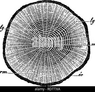 . La botanique pour les lycées et collèges. La botanique. Tissus d&amp;UNE IOSPERMS. 449 treme facilite plus de mille,* l'écorce Mrely présente plusieurs couches distinctes, et son épaisseur est généralement très inférieure à celle de l'ancien. À partir de ce qui a été dit, c'est vu qu'une tige dicotylédone vieux de plusieurs années, est composé d'une série de plus en plus boisée continue (Fig. 330, 1, 3, 3, 4, 5) entouré d'une série correspondante d'écorce coquilles, qui sont plus petits et plus petits (Fig. 330, 5', 4' 3', 2', I'). 548.-Les baies médullaires. Dans les jeunes tiges dicotylédone il y a e Banque D'Images