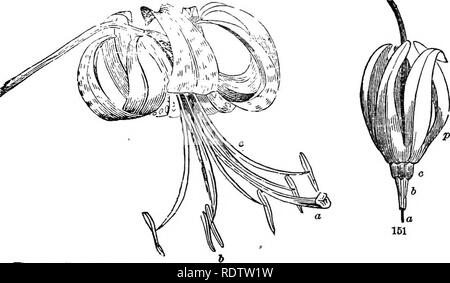 . Feuilles et fleurs : ou, des leçons de botanique avec une flore : préparé pour les débutants dans les écoles et les écoles publiques . La botanique. Des étamines. 56. F %g. 150. Tiger Lily. Fig.b. La fleur (élargi) de Dodecatheon : un pistil, ; je, que les anthères ; c, filaments ; /", pétales. 99. Sommes-nous sur cette photo de la Lys (Fig. 150), ou à une véritable fleur. Les organes svelte a marqué un, 5, c, sont les organes essentiels dont nous parlons ; et vous voyez tout de suite qu'il y a deux sortes d'entre eux. Ceux qui se situent dans la rangée extérieure suivant pour les pétales sont les étamines.. Veuillez noter que ces images sont extraire Banque D'Images