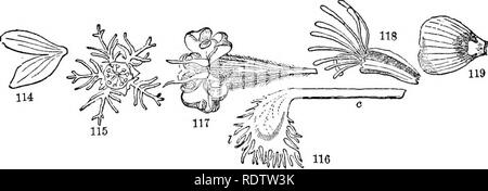 . Feuilles et fleurs : ou, des leçons de botanique avec une flore : préparé pour les débutants dans les écoles et les écoles publiques . La botanique. Fig. ni. Fleur de la fraise. Fig. Bonjour. Fleur de la Rose. Fig. 113. La fleur de lys. 71. Souvent dans le pétale, et parfois dans le sépale, yon peut distinguer deux parties, à savoir, les grandes étendues, la partie ci-dessus, appelé le lainina, et la partie étroite à la base par laquelle il est attaché à la torus ; c'est la femme (Fig. 116, c). Les pétales de la rose a une longue griffe ; de la Rose ou de Buttercup (Fig. 119), une petite question.. 72. Les formes des pétales sont presque infini Banque D'Images