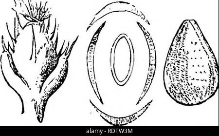 . La botanique pour les lycées et collèges. La botanique. La FiQ. 393. La FIA. 393. Bcbhmeria. nivea tbe Chine l'herbe ou de la ramie, une plante herbacée vivace, assez peut rivaliser avec le lin dans l'amende et de fibres durables qu'il produit. Il a été introduit dans le sud des États-Unis et en Californie. Il y a encore de la difficulté de séparer les fibres de la partie ligneuse de la plante, et cela a empêché son utilisation plus étendue. Les orties : dix genres, dont les plus importants sont, Urtica qui comprend nos espèces communes, et Laportea, représentée par notre bois d'Ortie ; ce dernier être Banque D'Images