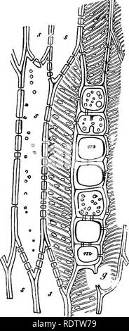 . La botanique pour les lycées et collèges. La botanique. La FiQ. 74. La SIF. 75. Fig.74.-ArUtoloehia dénoyautées les navires d'o sip, d'un lotgitudinal article de la tige ; le navire en rigiit ihe est vu dans l'article, que sur la gauche de l'extérieur ; a.a, anneaux, qui sont de l'remnanta transversale originale ; les partitions 6, 6, sections des murs ; entre le^vesr els sont les cellules du parenchyme-, très agrandie.-Après Duchartre. Fig. 75 Tracheldes Cytuus labvmum -d longitndinnl targential, à partir d'un article de l'htem ; m,m, une section d'un rayons médullaires ; dans ilirceof les cellules les partitions sont dénoyautées ; vu la m Banque D'Images