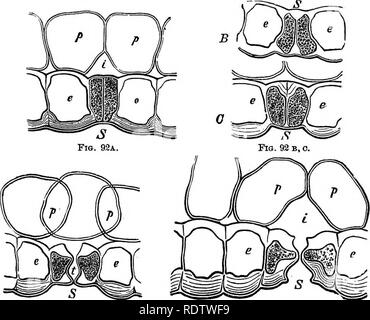 . La botanique pour les lycées et collèges. La botanique. Tig. 91.-l'élaboration de la feuille de l'fitomata purpurascgns de Sedum. A, un morceau d'épiderme très jeunes, montrant les premières étapes du processus. Tbe,na- merals indiquent l'ordre de création des partitions ; qui a marqué 1,1, 1, a été lormed en premier, puis le 2,2, et 3, 3 ; la cellule fermée par theoe trois partitions est la stomie-mère-cell ; B, une stomie dûment rempli ; e, e, deux cellules de l'épiderme original- dans la main droite l'un la nouvelle partition 1, 1, 1. la première fois ; il a été suivi par 2, 2. 2j puis par 3, 3, et 4, 4 ; ' e nfin-le cel Banque D'Images